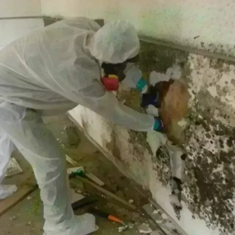 Mold Remediation and Removal in Stafford Springs, CT